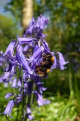 Hyacinthoides