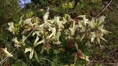Trifolium polyphyllum