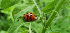 Harmonia axyridis