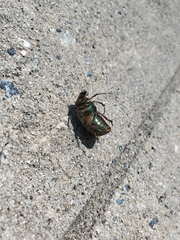 Cotinis nitida