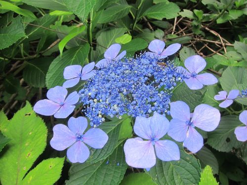 Mountain Hydrangea