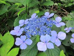 Hydrangea serrata