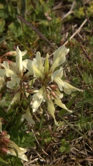 Trifolium polyphyllum