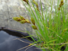Carex hormathodes