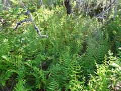 Coryphopteris simulata