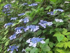 Hydrangea serrata