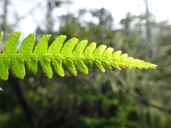 Coryphopteris simulata