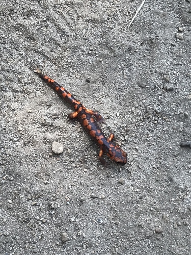 iNaturalist observation photo of Ensatina
