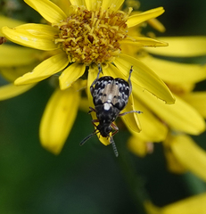 Megabruchidius dorsalis