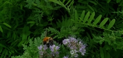 Bombus