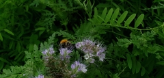 Bombus