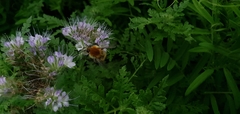 Bombus