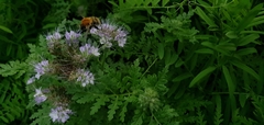 Bombus