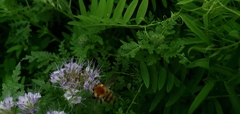 Bombus