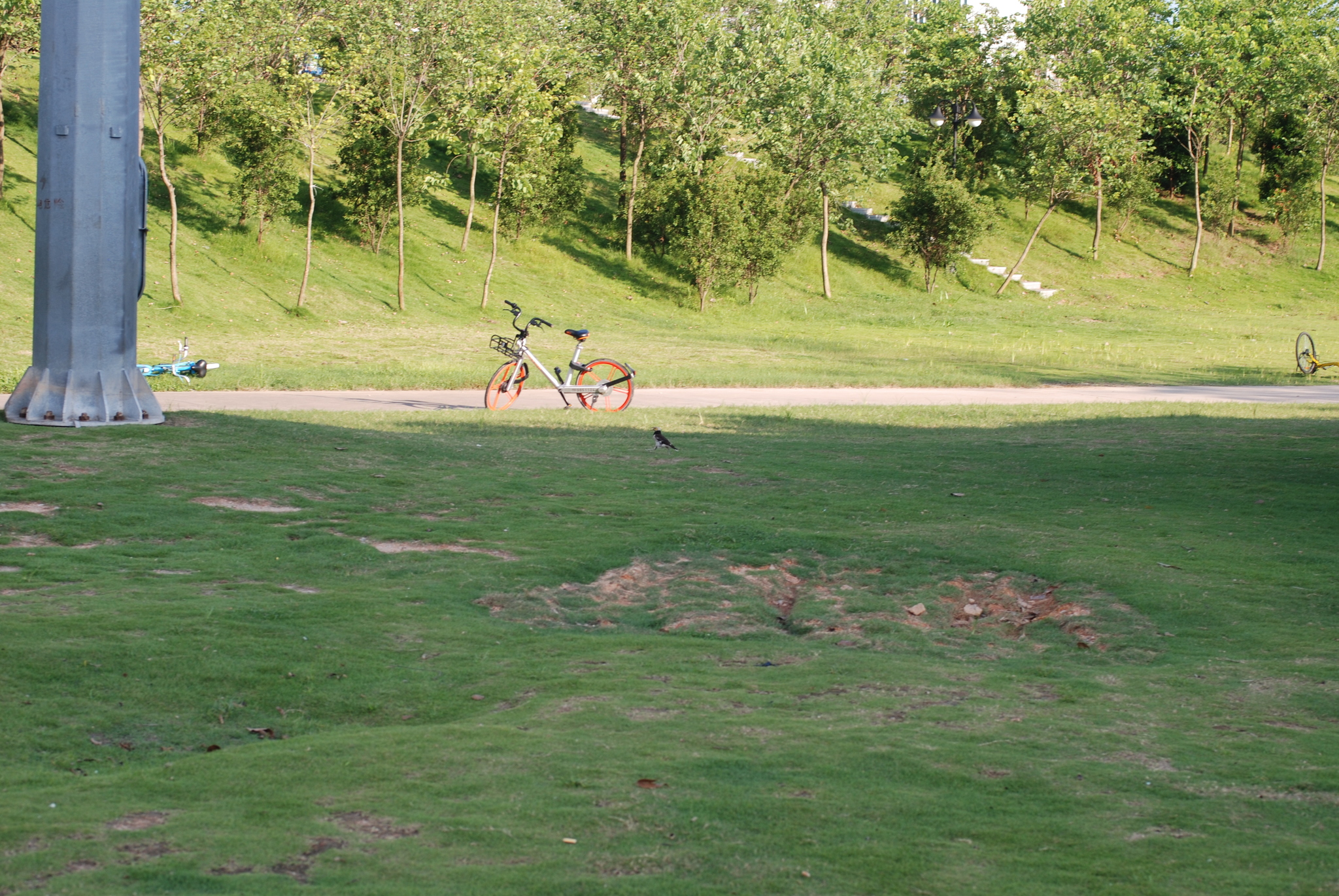 Black-collared Starling