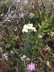 Erysimum concinnum