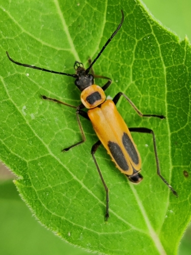 Goldenrod Soldier Beetle, photo 5 of 8