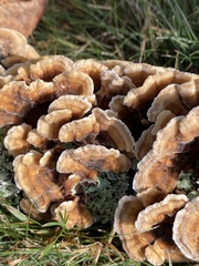 Trametes ochracea