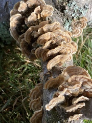 Trametes ochracea