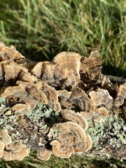 Trametes ochracea