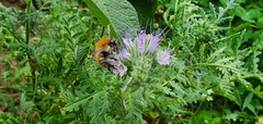 Bombus