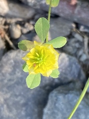 Trifolium aureum