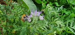 Bombus