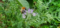 Bombus