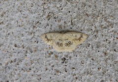 Cyclophora annularia