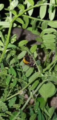Bombus