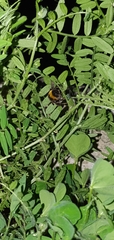 Bombus