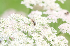Dolichovespula sylvestris