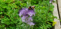Bombus
