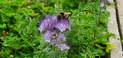 Bombus
