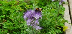 Bombus