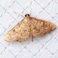 Psara obscuralis