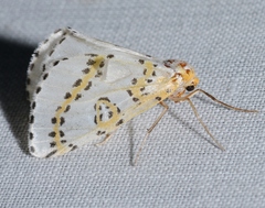 Philtraea monillata