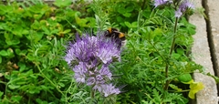 Bombus