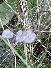 Scheuchzeria palustris