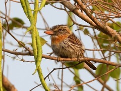 Nystalus maculatus