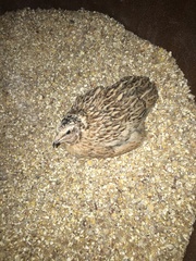 Coturnix