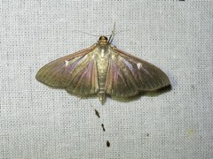 Cydalima perspectalis