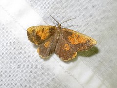 Angerona prunaria