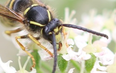 Dolichovespula sylvestris