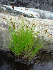 Carex hormathodes