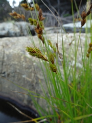Carex hormathodes