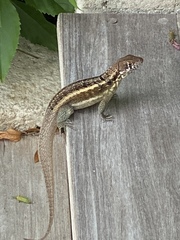 Leiocephalus psammodromus