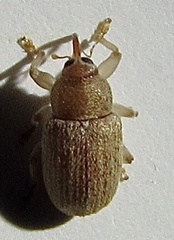 Lignyodes helvolus