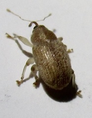 Lignyodes helvolus