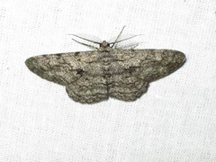 Hypomecis roboraria